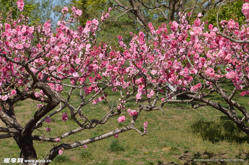 碧桃花儿 