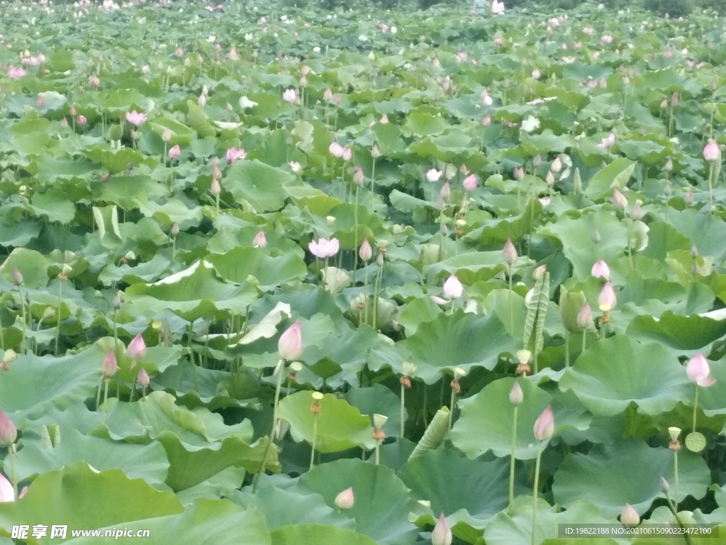 荷花池