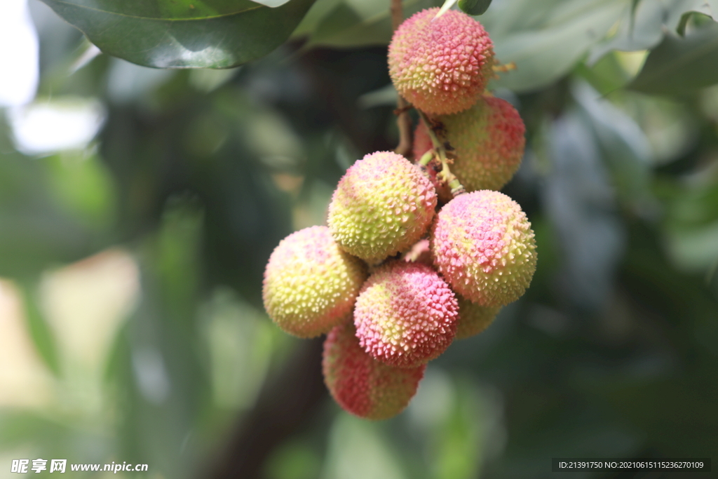 枝头上的荔枝 夏季水果