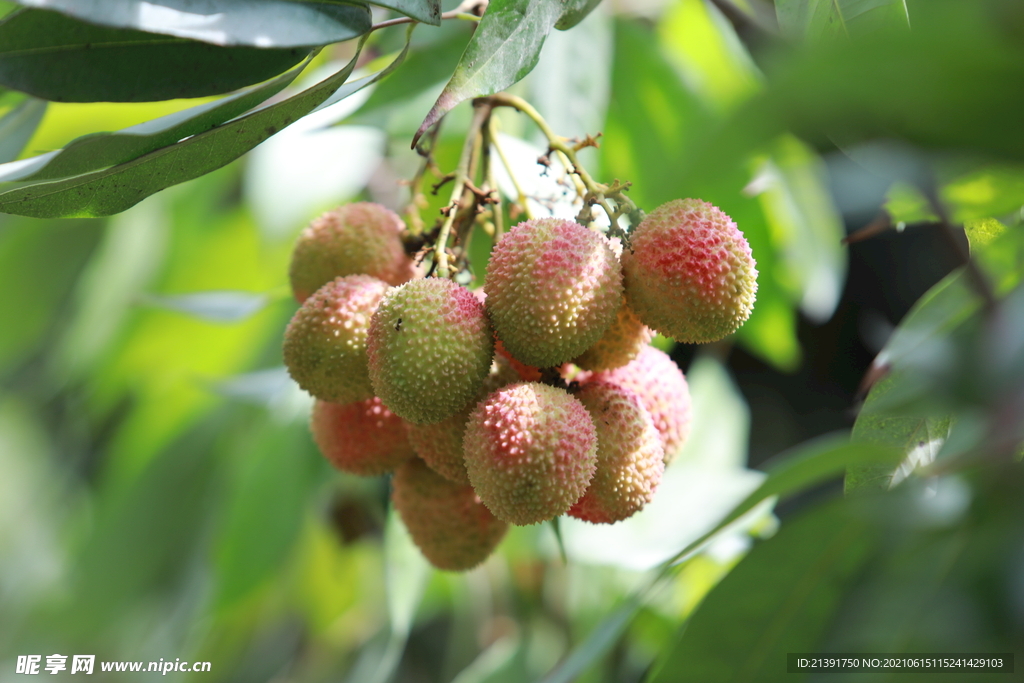 荔枝 水果 枝头上的荔枝 夏季