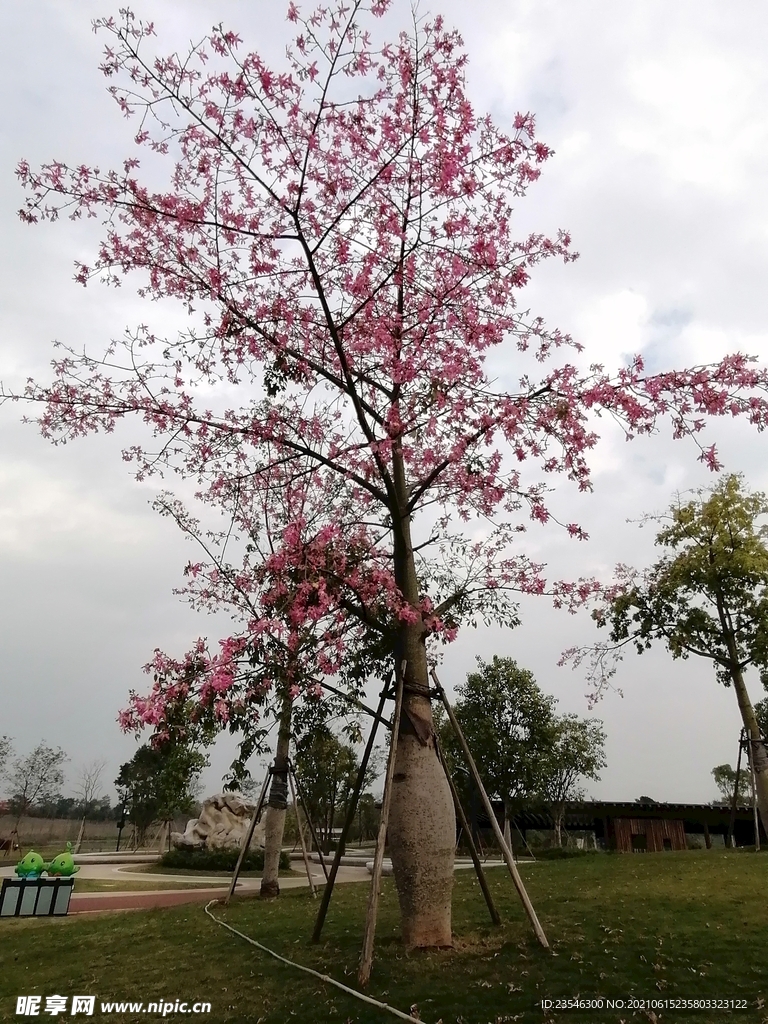 开满鲜花的树 