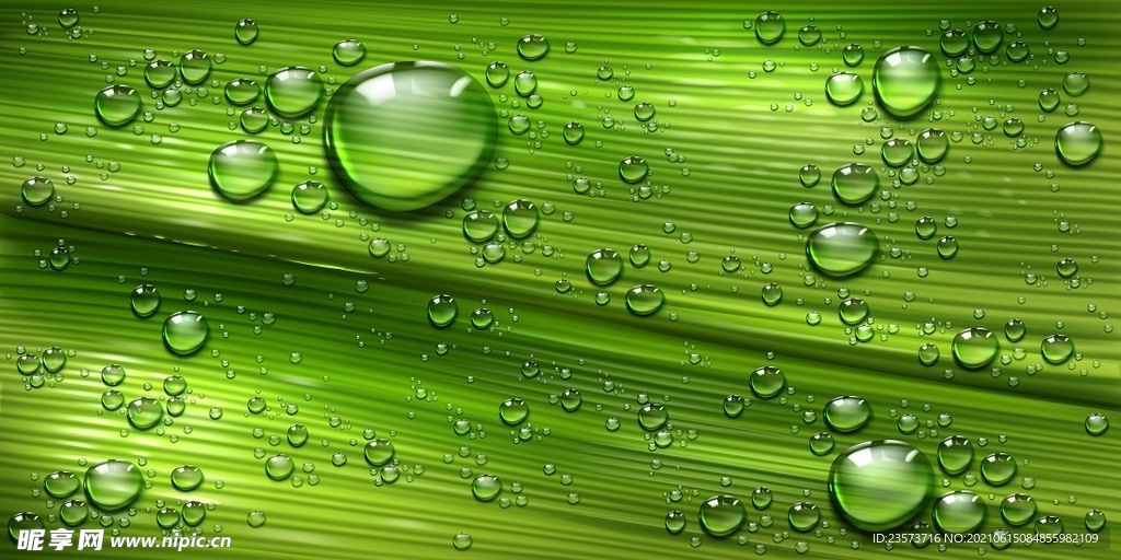 水珠植物背景