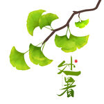 处暑银杏