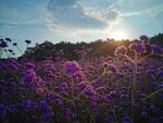 紫色花海