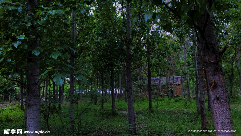 森林里的小屋