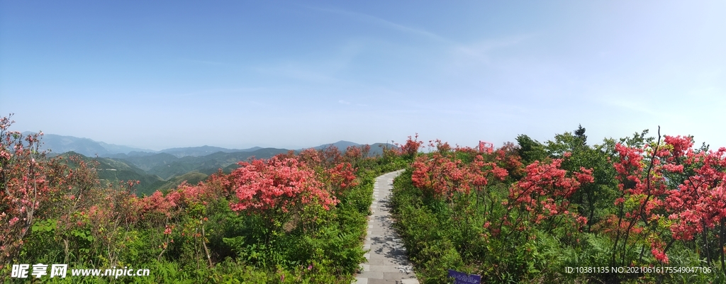 磐安县 杜鹃花节 映山红