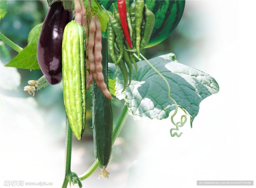 蔬菜西瓜黄瓜茄子芸豆豆角免抠