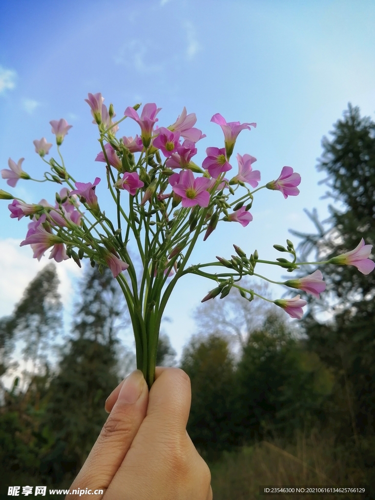 一束酸浆草花