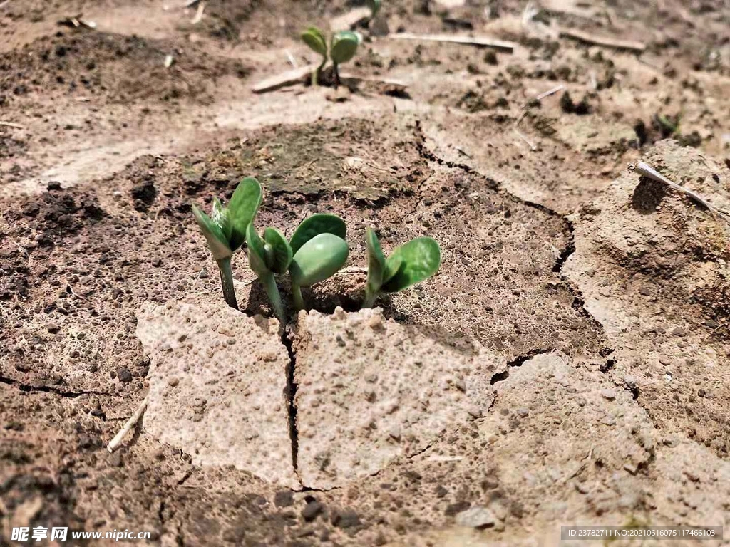 黄豆苗萌芽