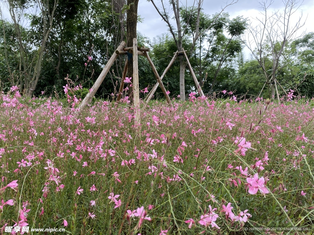 山桃草照片
