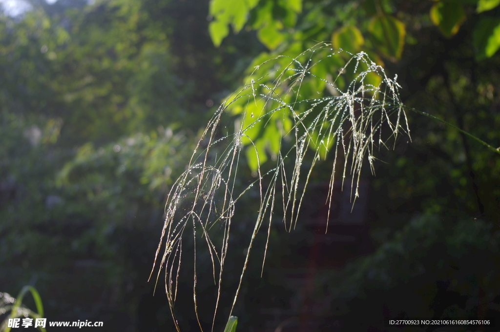 雨后