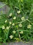 韭菜花