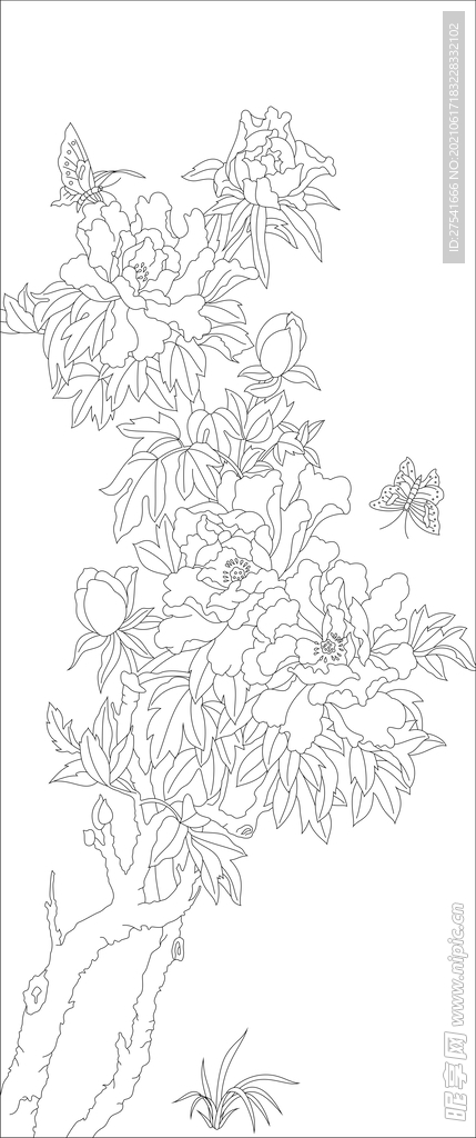 牡丹花 