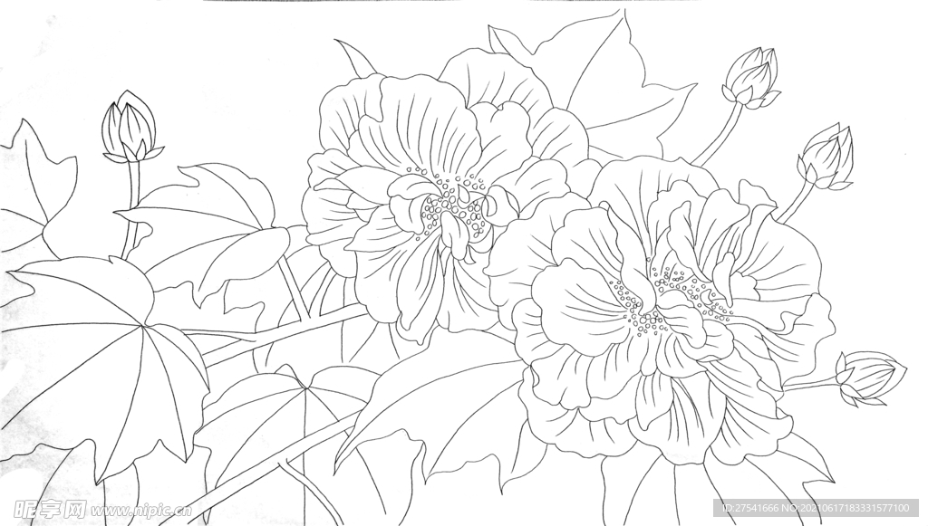 芙蓉花