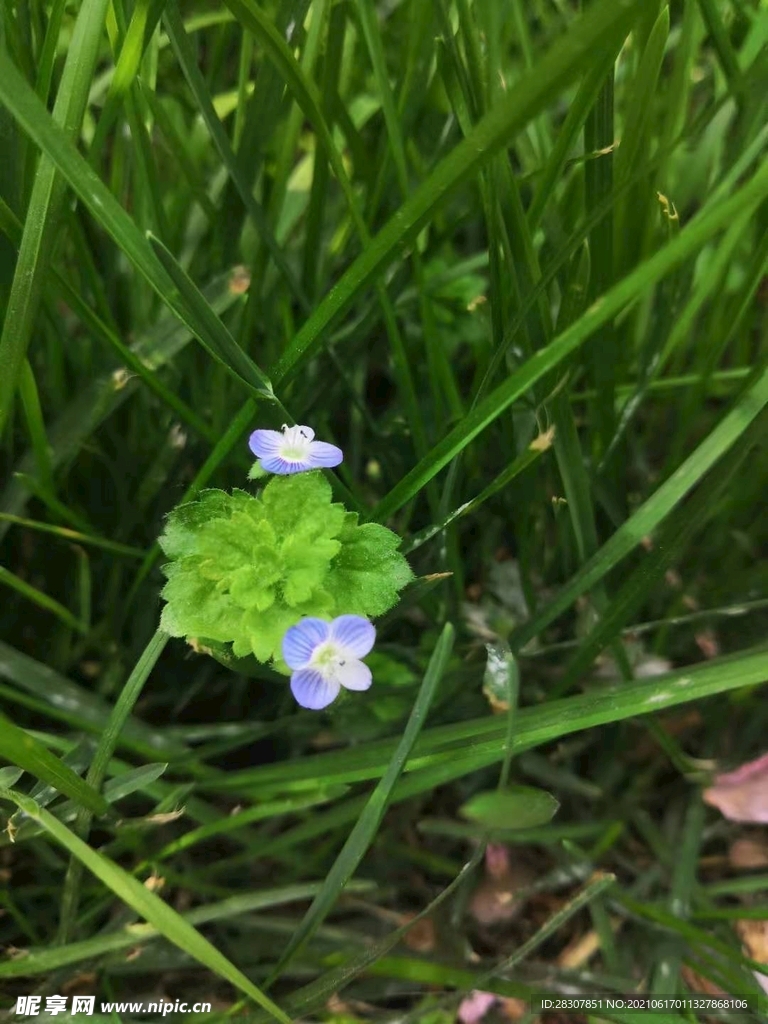 紫色小花