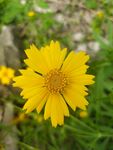 小黄花