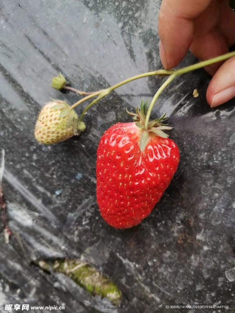 草莓
