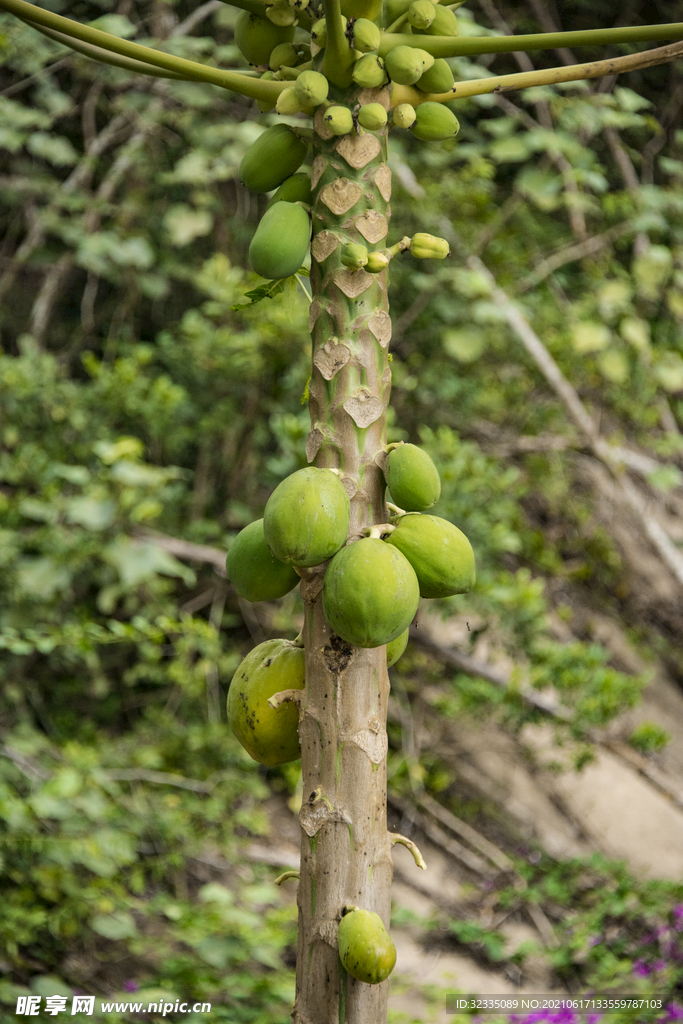 木瓜树