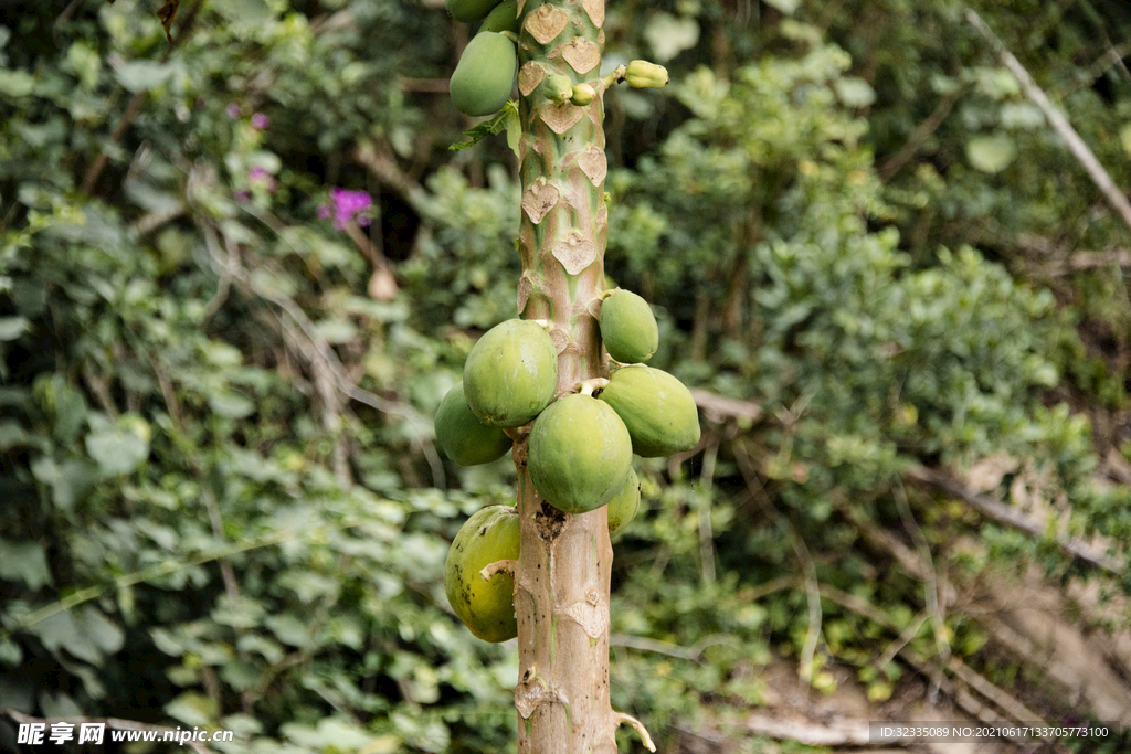 木瓜树