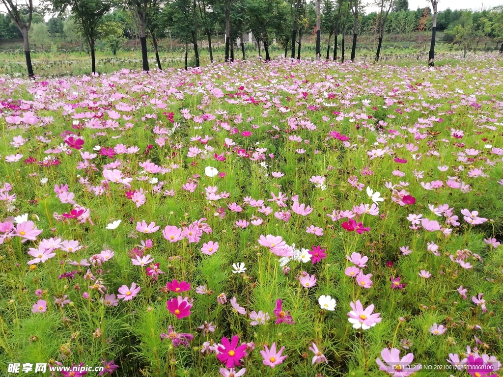 格桑花海