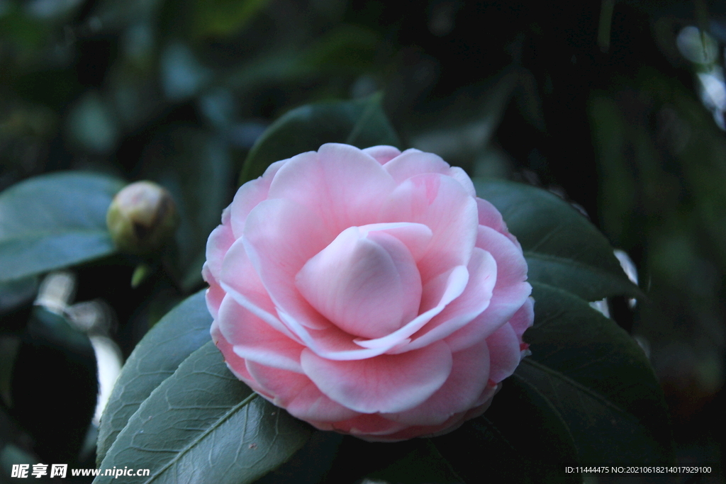 山茶花