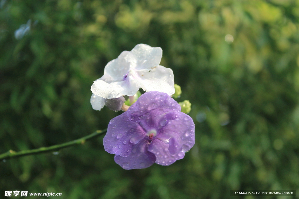 紫白色的花
