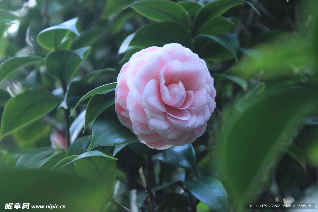 粉色山茶花