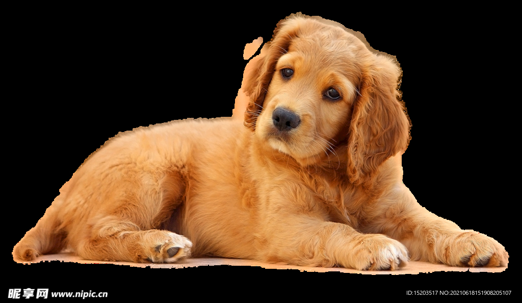 动物 狗  犬 
