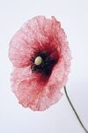 花卉