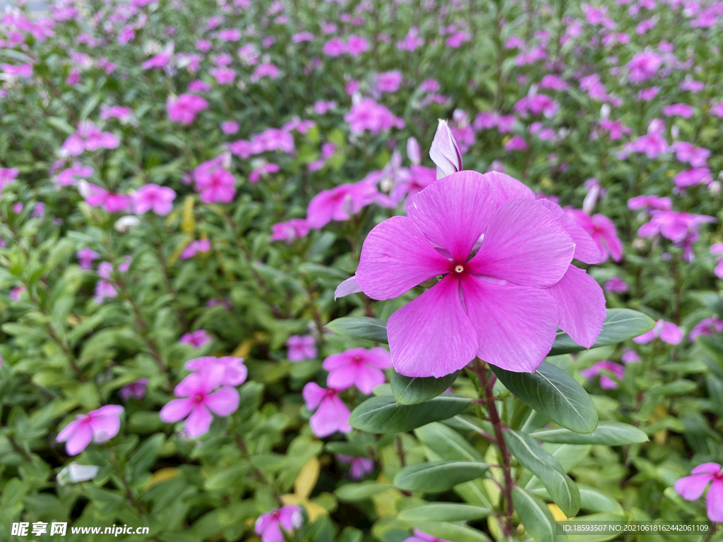 长春花