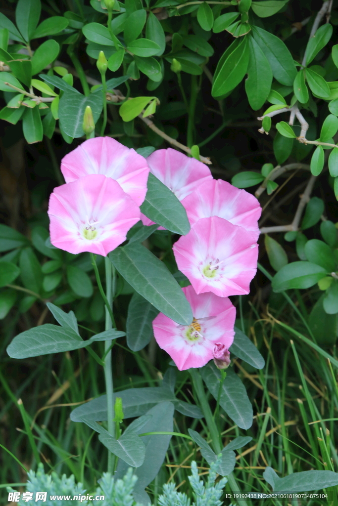 田旋花