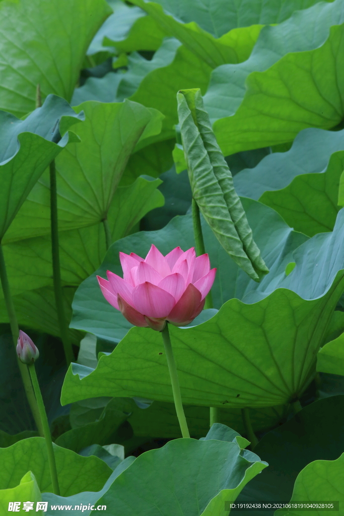 荷叶荷花 