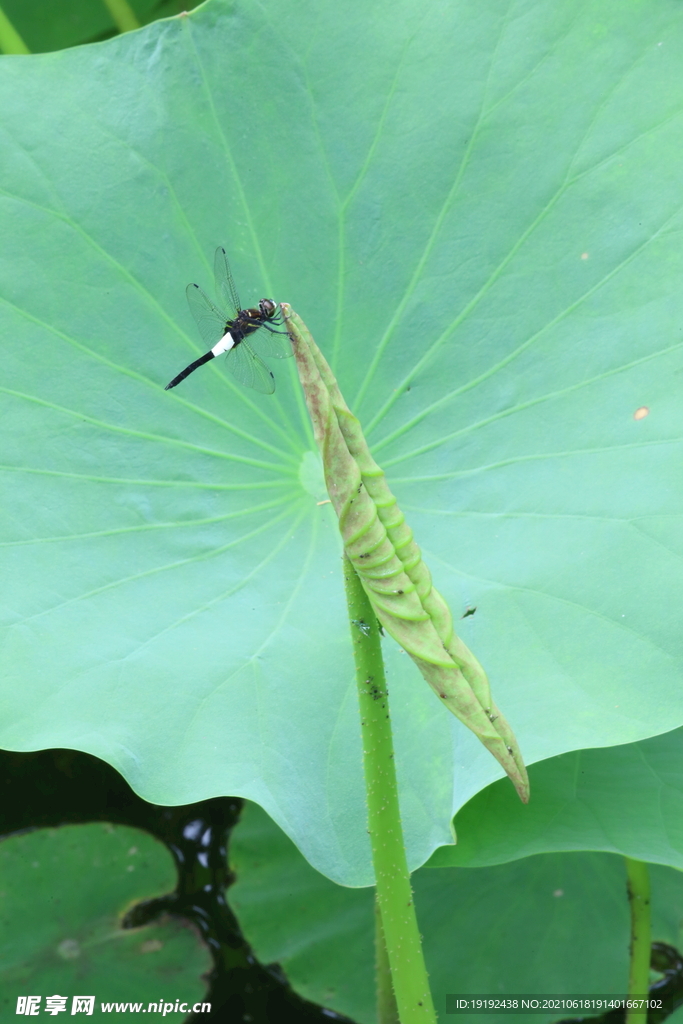 荷叶蜻蜓