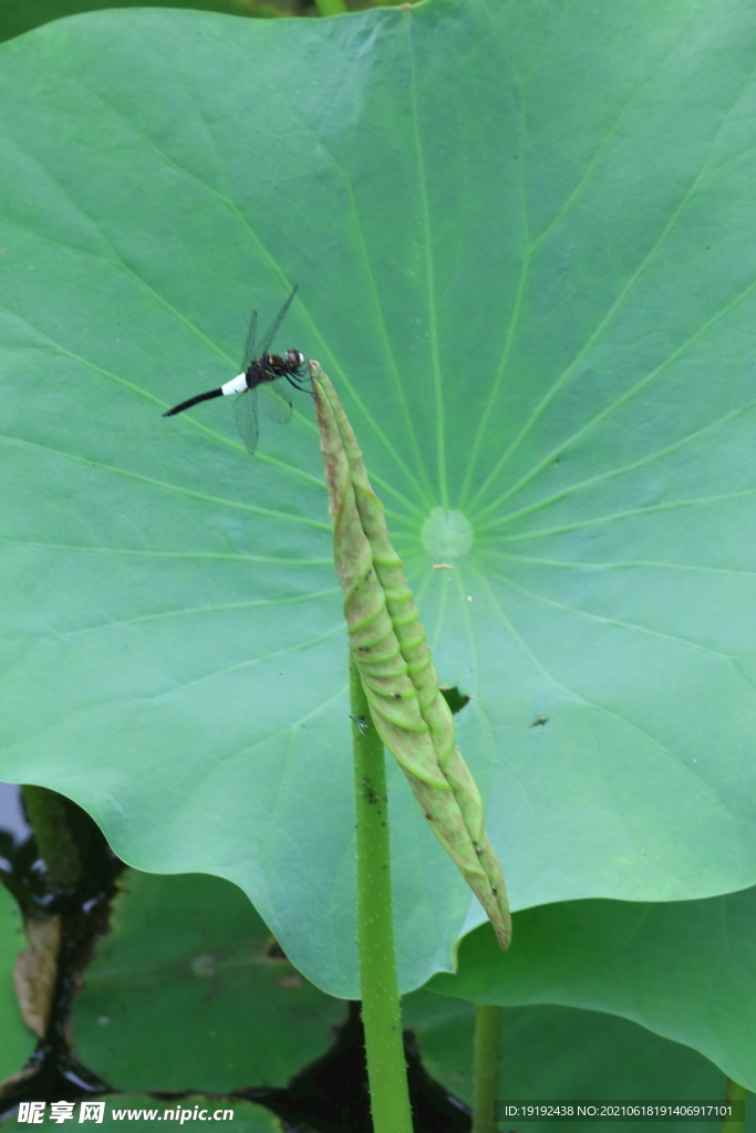 荷叶蜻蜓 