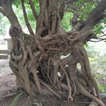 树藤