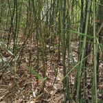 竹林