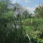 水草