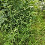 野草
