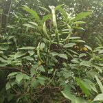树果