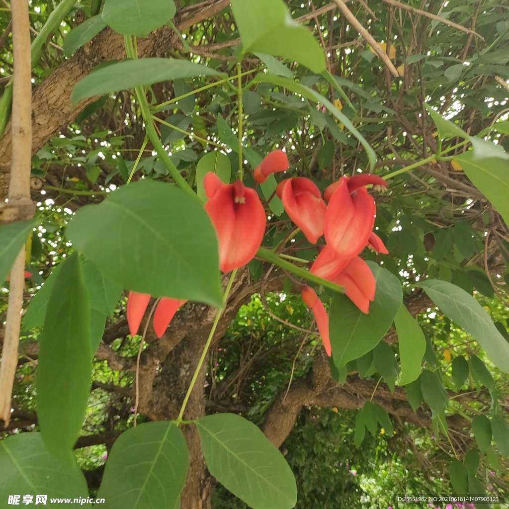 花