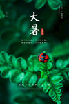 大暑海报