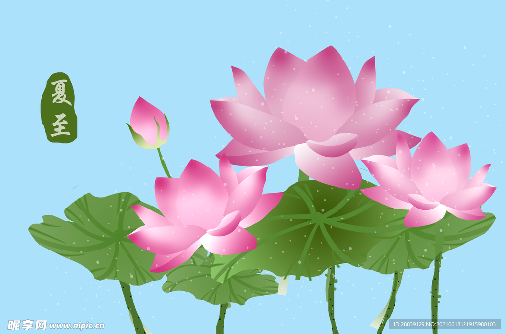  荷花 
