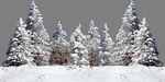 圣诞树雪景树林