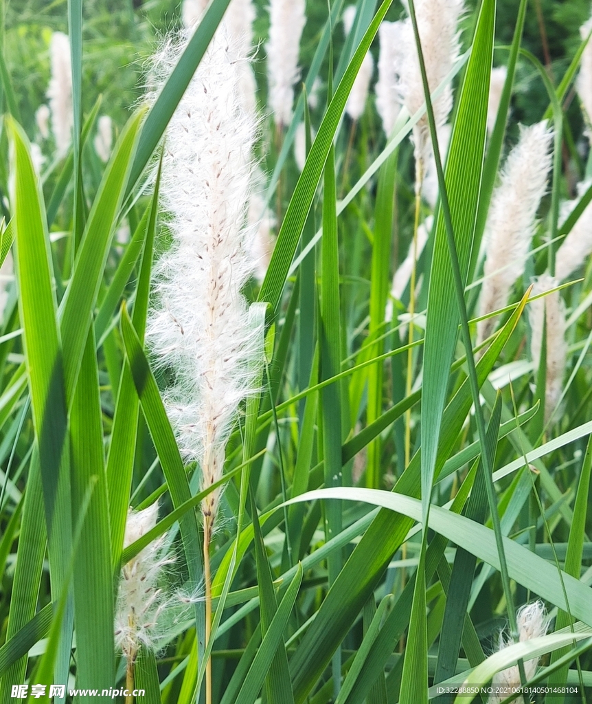 大狗尾巴草