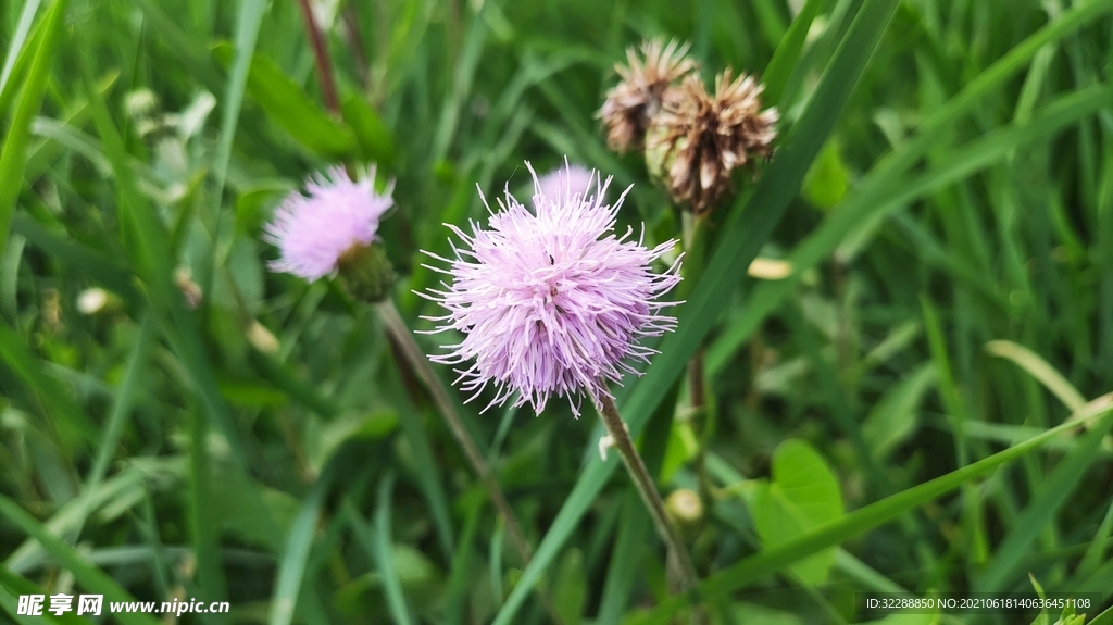 小紫花