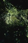 抹茶