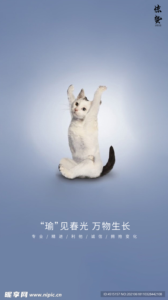 瑜伽 猫