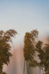 狗尾巴草