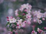 紫色花