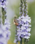 蜜蜂和花